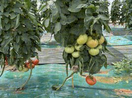 Thrips sur culture de tomates sous abri